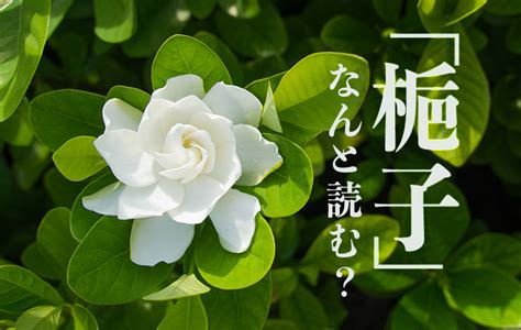 梔子葉|「梔子」はどんな花？ 花言葉は？ 読み方や由来も紹介 